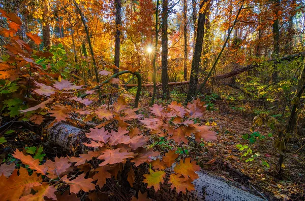 Hermoso Bosque Otoño Con Robles Rojos Amarillos —  Fotos de Stock