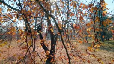 Sarı yapraklar güneşli sonbahar parkında rüzgarla sallanıyor.