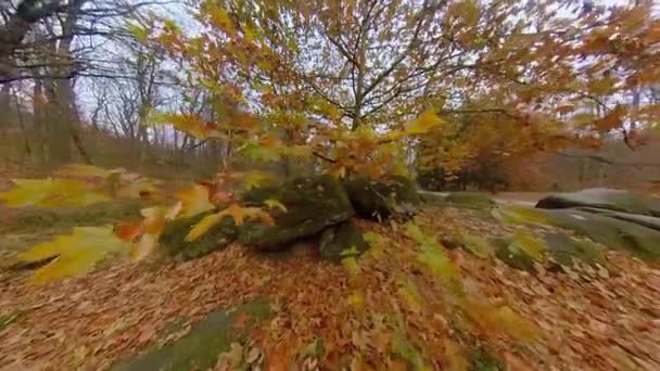 Cámara Mueve Través Las Hojas Doradas Del Árbol Sicomoro — Vídeo de stock