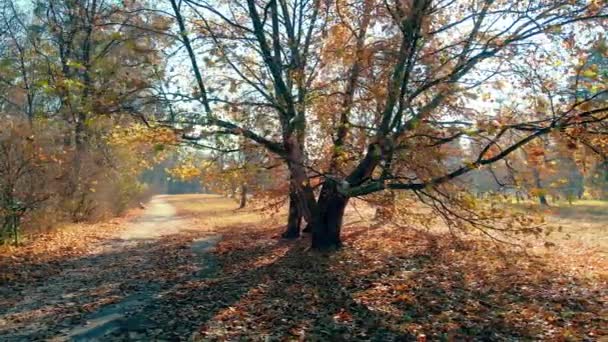 Sárga Platánfa Körül Szaglászom Ősz Parkban — Stock videók