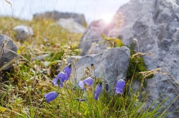 Цветущая Альпийская Флора Юлийских Альпах Словения Селективный Акцент Цветах — стоковое фото
