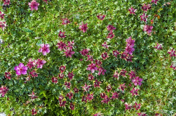 Fleurs Alpines Fond Tapis Coloré Fleurs Sauvages Roses — Photo