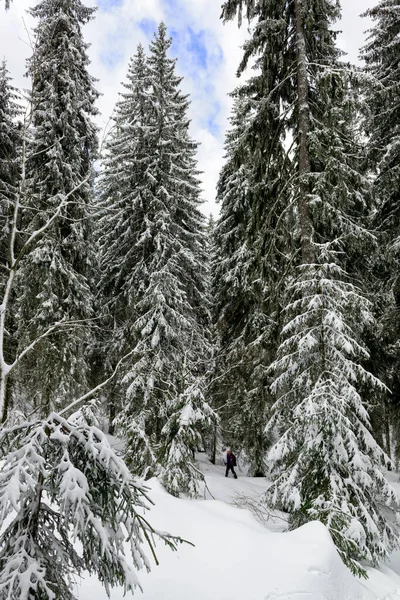 山の深い冬の森と唯一の背の高いスプルースの間を歩くハイカー — ストック写真