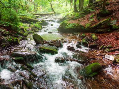 Small mountain river in a green foggy forest