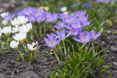 Bahçedeki ilk bahar çiçekleri. Bahar toprağında çiçek açan çiçek. Seçici odak.