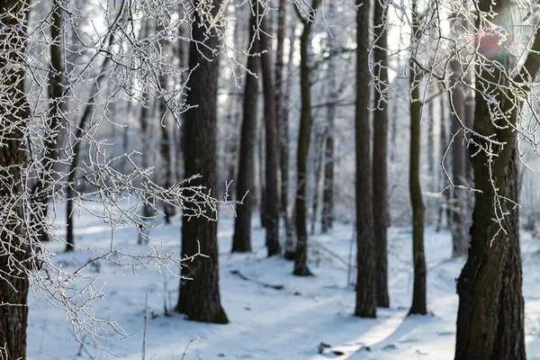 Piękny Zimowy Poranek Parku Mróz Zamarzniętych Drzewach Fous Selektywny Gałęziach — Zdjęcie stockowe