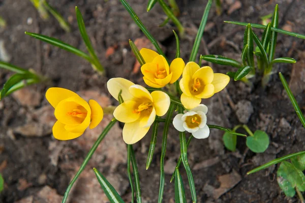 Yellow Spring Flowers Fresh Soil Firstspring Flowers Selective Focus — Stock Photo, Image