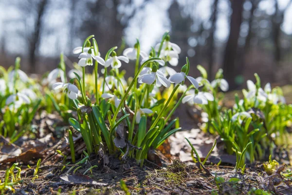 Перші Весняні Проліски Квітів Саду Весняна Сцена — стокове фото