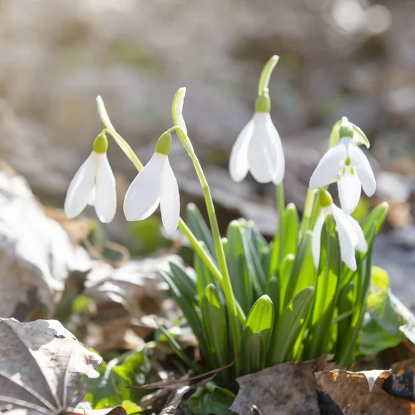 Spring Snowdrops Warm Day Sunshine Square Format — Stock Photo, Image