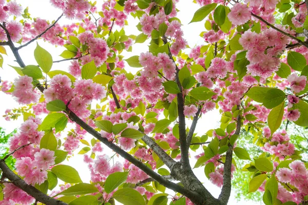 Сакура Дерево Покрыто Красивыми Нежными Весенними Цветами Цветочный Фон — стоковое фото