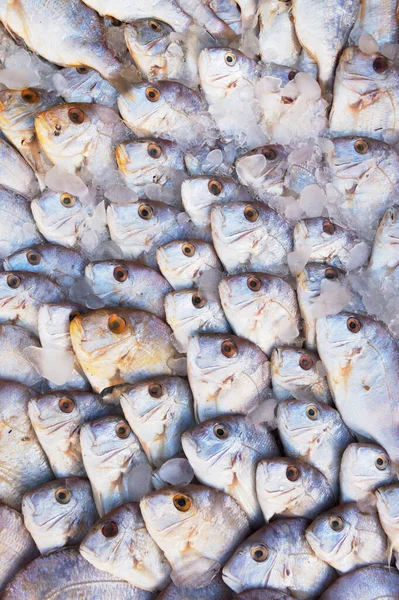 Patrón Peces Del Mar Rojo Mercado Pescado Egipto Fondo Vertical —  Fotos de Stock