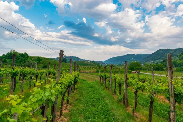 Winnice Dolinie Vipava Słowenia Piękny Wieczór Wsi — Zdjęcie stockowe