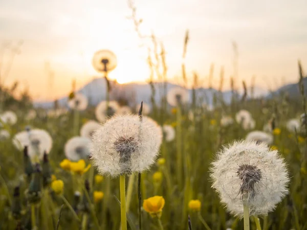 Pampeliškové Pole Při Západu Slunce Krásná Krajina Pordenone Itálie — Stock fotografie