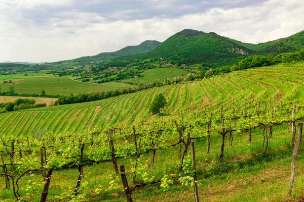 Wiosną Winnice Słonecznych Wzgórzach Doliny Vipava — Zdjęcie stockowe