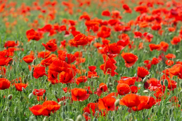 Lots Poppy Flowers Field — Stock Photo, Image