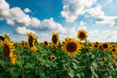 Mavi gökyüzüne karşı rüzgarda savrulan ayçiçeği tarlası. Ukrayna 'da tarım