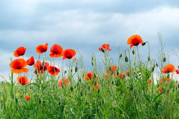 Campo Flores Amapola Roja Ucrania Amapola Recuerdo Nunca Más — Foto de Stock