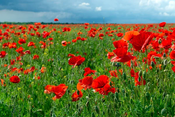 Field Red Poppies Ukraine Remembrance Poppy — Stock Photo, Image