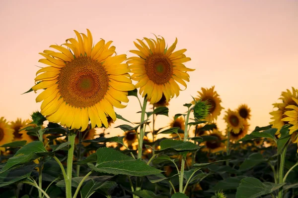 Girasoli Fiore Contro Cielo Del Tramonto Girasoli Ucraini — Foto Stock