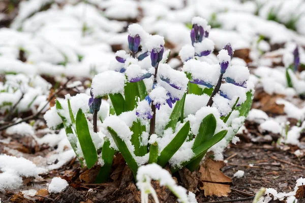 Eerste Lentebloemen Groeien Door Sneeuw Symbool Van Lente — Stockfoto