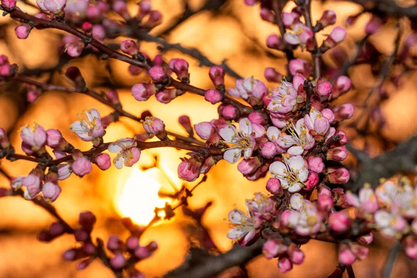 Blooming Apricot Blossoms Garden Trees Blooming Spring — Stock Photo, Image