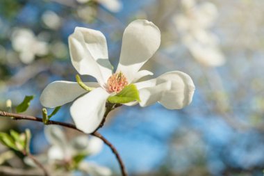 Güzel beyaz manolya çiçeği seçici bir odak ile yakalandı