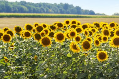 Ukrayna 'da bir tarım arazisinde birçok ayçiçeği