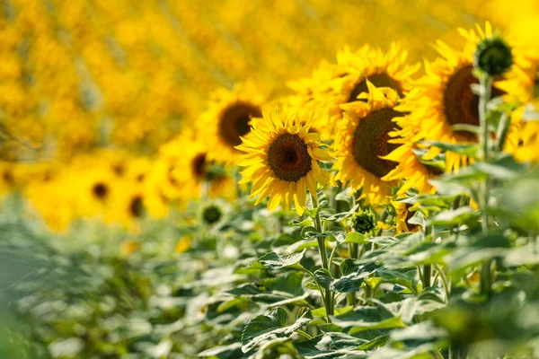 Bel Campo Girasoli Messa Fuoco Selettiva — Foto Stock