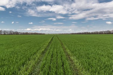 Buğday tarlasında düz yol. Baharda koyu mavi gökyüzü olan kış ekinleri..