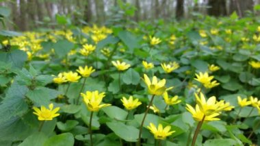 Ormanda bahar çiçeği halısı