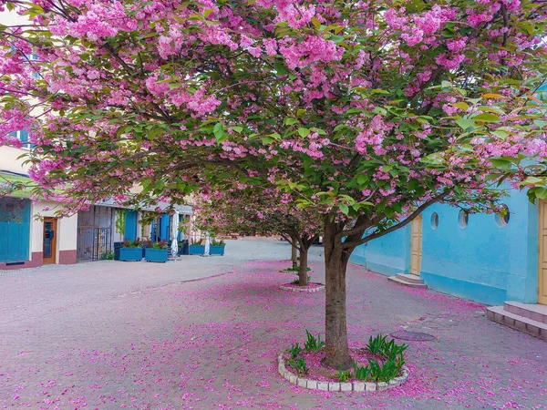 ウクライナのウジホロドの街中に桜の木が咲いています 木々の上には色とりどりの桜が咲いています 春の街並み — ストック写真