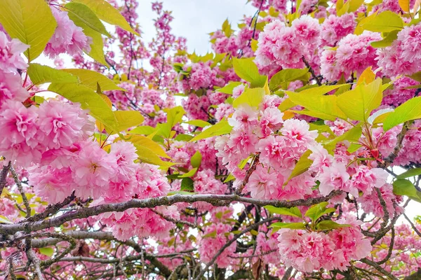 Фон Дерева Сакуры Цветущие Цветы Сакуре — стоковое фото