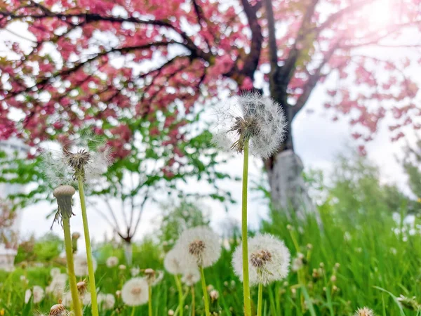 Dandelions Blooming Sakura Tree Park Beautiful Spring Scene — стоковое фото