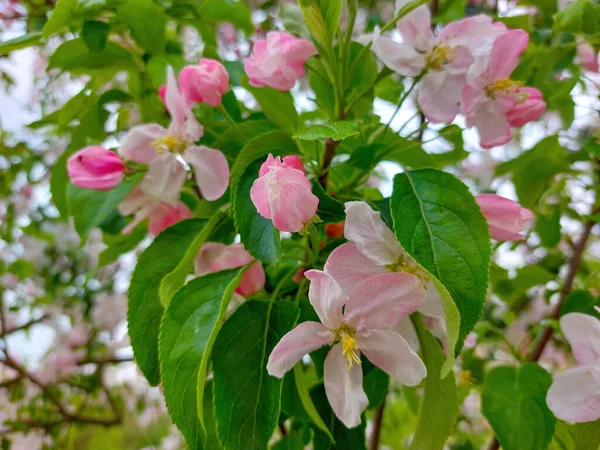 Blooming Apple Tree Spring Flower Background — Stock fotografie