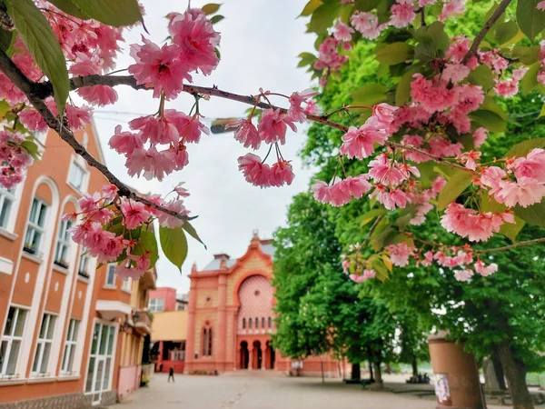 Beautifull Blooming Sakura Trees Streets Uzhhorod Ukraine Springtime Old European — Stockfoto