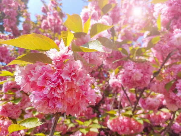 Цветущие Цветы Сакуры Солнечной Вспышкой Цветной Весенний Фон — стоковое фото