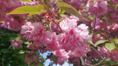 Sakura çiçekleri rüzgarda sallanıyor