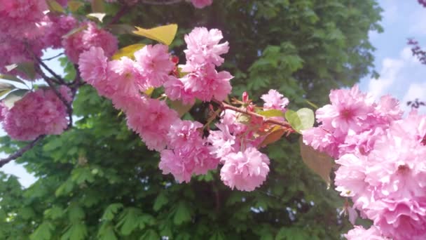 Blooming Sakura Branch Vibrant Spring Scene — 비디오