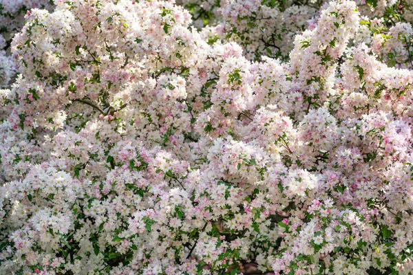 Ambudant Blooming Apple Tree Full Flowers Abstract Background — Fotografia de Stock