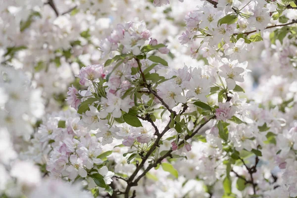 Blooming Apple Tree Flowers Background Focus Center Blurred Bokeh Frame — Fotografia de Stock