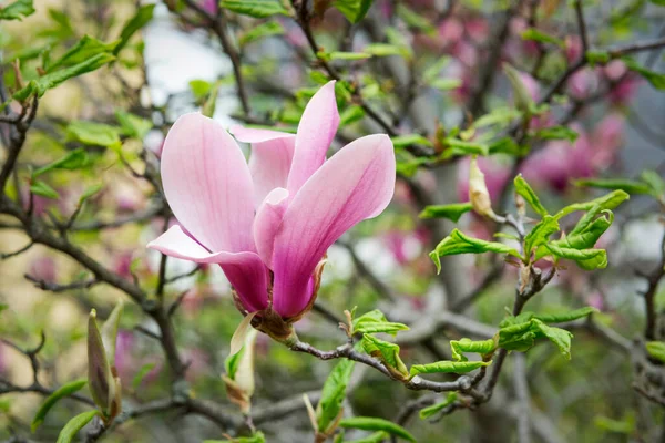 Beautiful Gorgeous Pink Magnolia Flower Tree Fresh Green Leaves — стоковое фото