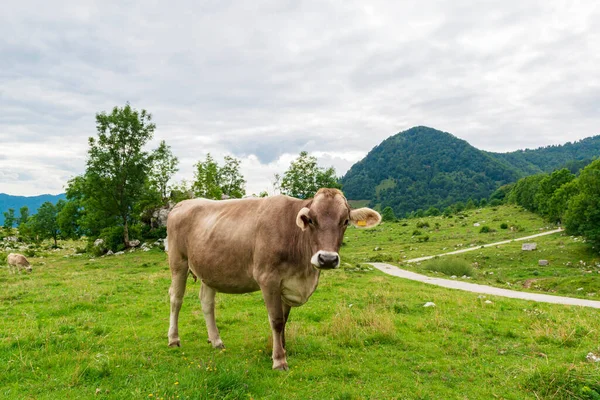 Brązowa Krowa Alpejskim Pastwisku Produkcja Ekologicznego Czystego Mleka — Zdjęcie stockowe