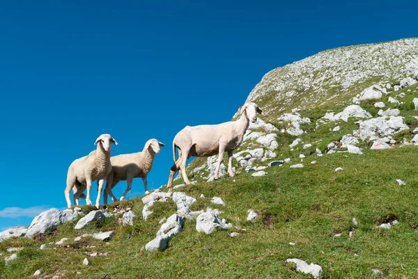 Pecore Sul Pascolo Montagna Pascolo Alpino Nelle Alpi Giulie Slovenia — Foto Stock