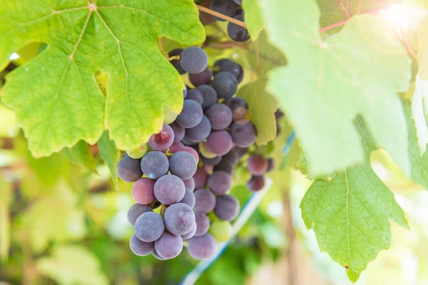 Olgun üzümler ve güneş ışığı. Üzümlere seçici odaklanma