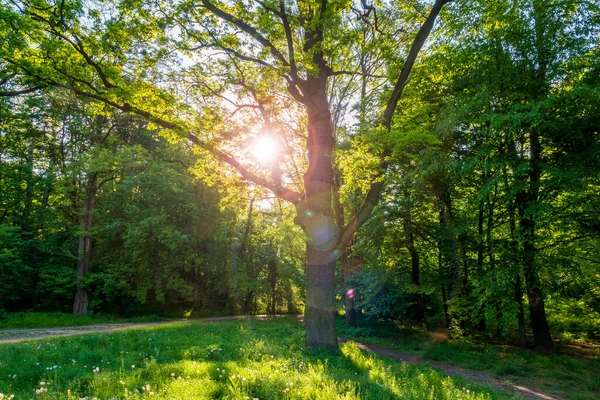 Pradera Soleada Bosque Robles Vibrante Escena Primavera — Foto de Stock