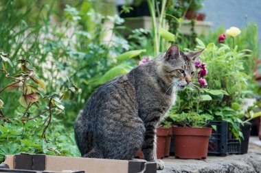Bahçedeki huysuz evcil kedi. Bahçe bitkileriyle çitin üstünde komik bir kedi