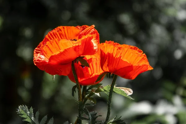 Flores Amapola Roja Sobre Fondo Oscuro Símbolo Víctimas Guerra — Foto de Stock