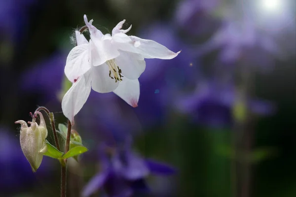 Beautiful columbine flower with sun flare. Close up shot of beautiful wildflower. Selective focus on flower