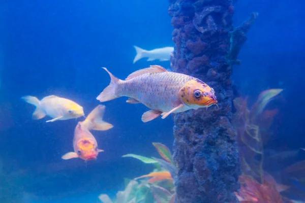 Schöne Bunte Koi Fische Unter Wasser Aquarium — Stockfoto