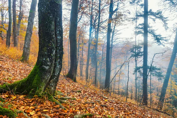 Μυστικό Φθινοπωρινό Δάσος Ομιχλώδες Δάσος Ψηλά Στα Βουνά Επιλεκτική Εστίαση — Φωτογραφία Αρχείου